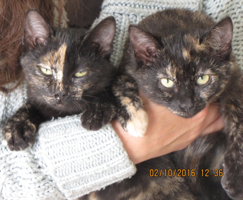 2 кошки вместе.JPG